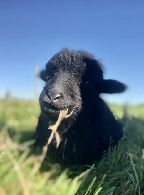 Ferme pédagogique du Fresne