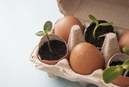 Jardin coquilles d'oeuf