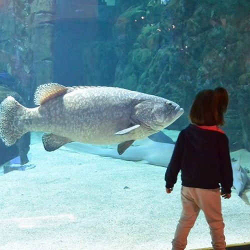 Seaquarium - Grau du Roi