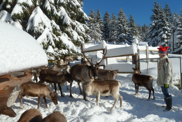 Le magnifique troupeau de Rennes