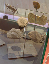 Musée des Dinosaures