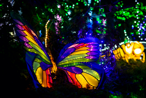 Lumières sauvages au Château de Thoiry : papillon