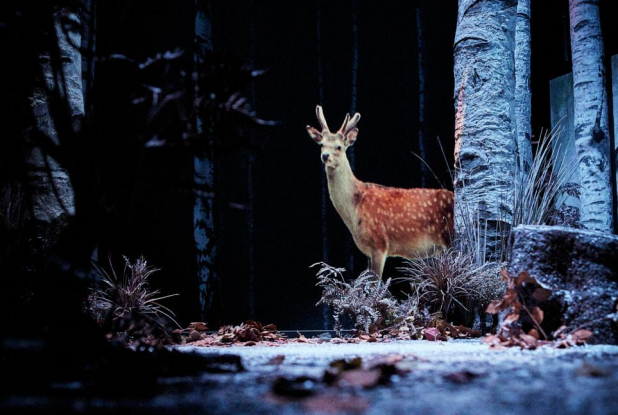 Neige - Pauline Bureau : biche
