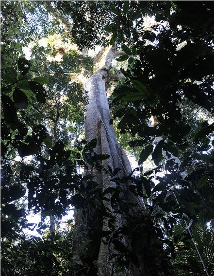 Il était une forêt