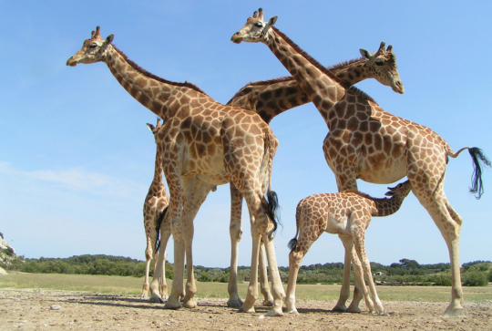 Réserve Africaine de Sigean