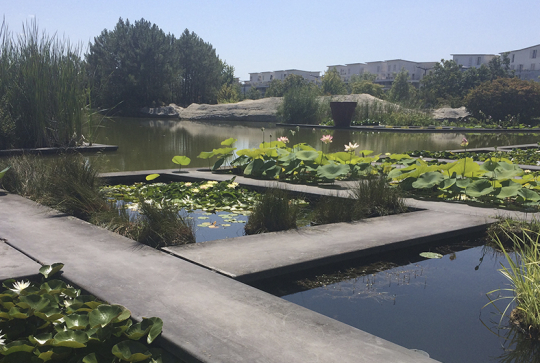 Jardin Botanique de Bordeaux Bastide : vue du bassin aquatique