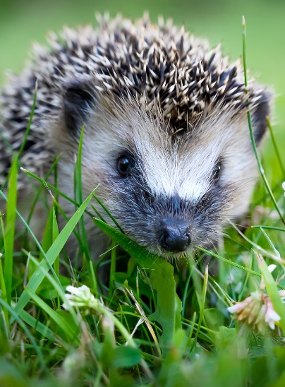 Photo de Hérisson dans l'herbe