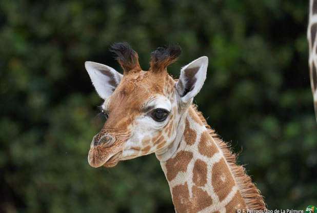 Zoo de la Palmyre - Girafe