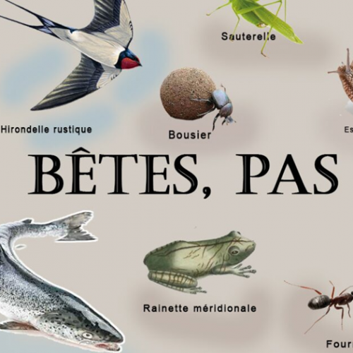 Bêtes, pas bêtes - Cie Show Devant