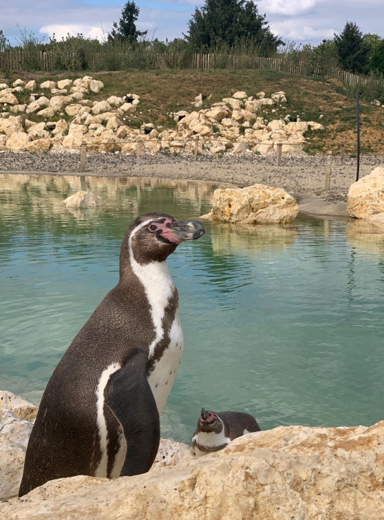 Parrot World : manchot