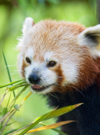 Parc, Château et Zoo de Thoiry - Panda roux