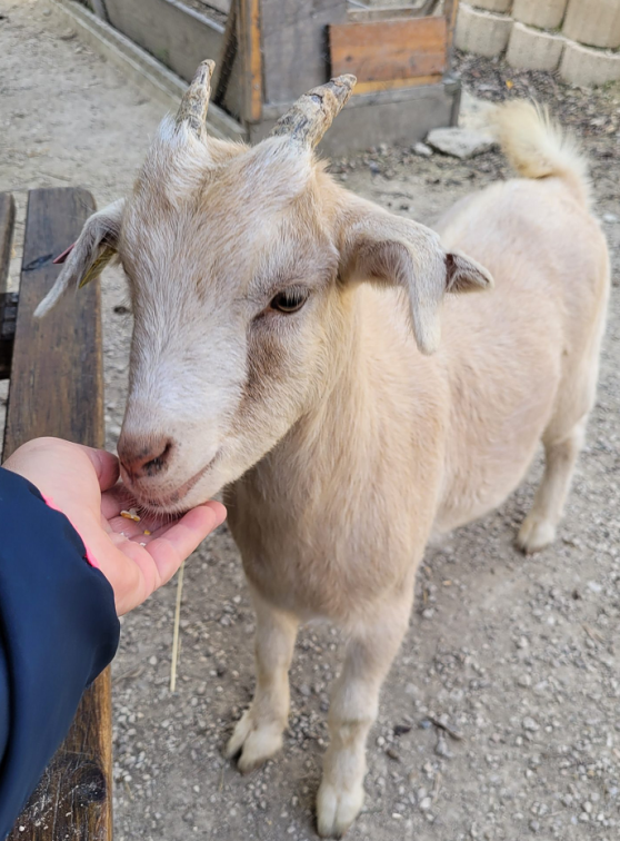Petite Ferme de l'Abadie : Nourrissage