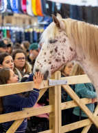 Jumping de Bordeaux : un enfant caresse un cheval