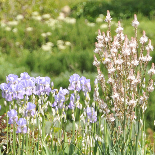 Jardins du Musée International de la Parfumerie