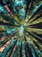 Nature en forêt de Villecartier