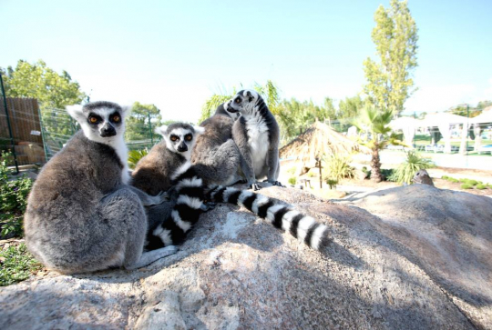 Kid's Island - Lémuriens