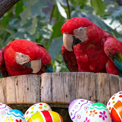 Zoo de la Barben