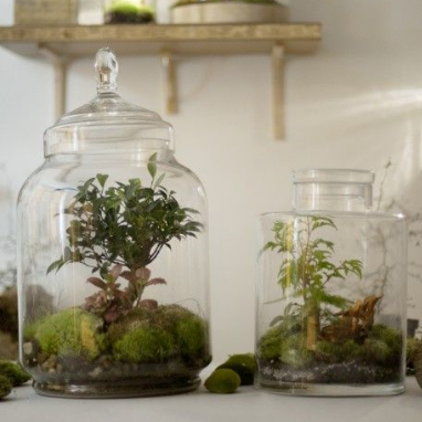Idée de cadeau original pour la fête des mères : un terrarium
