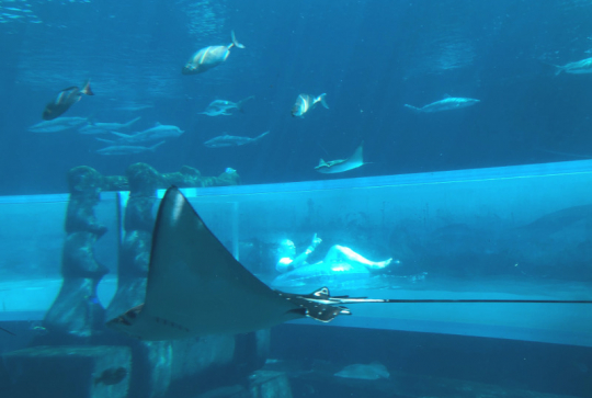 Dubaï - Atlantis Aquaventure Waterpark