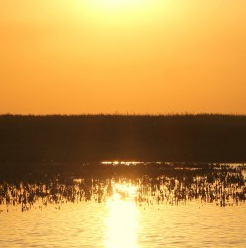 Festival Deltaïques