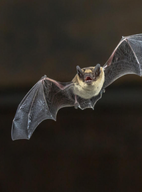 Nuit de la chauve-souris 2021 près de Marseille