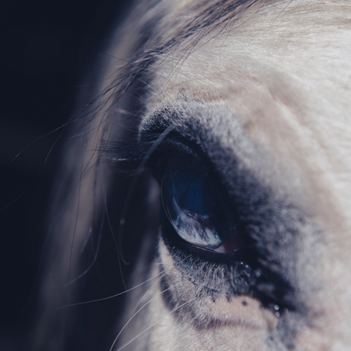 Spectacle équestre d'Halloween - Wattrelos