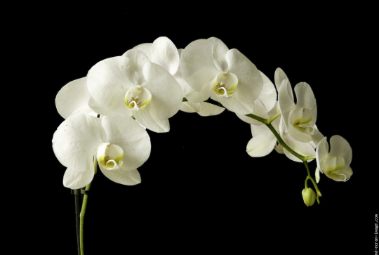 Mille et une orchidées 2014