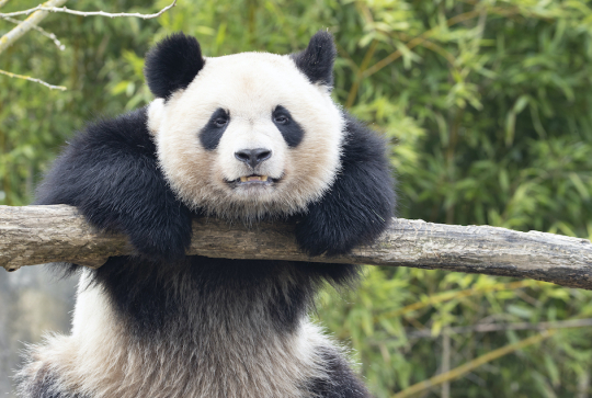 Panda géant, animal unique en France, à Beuval