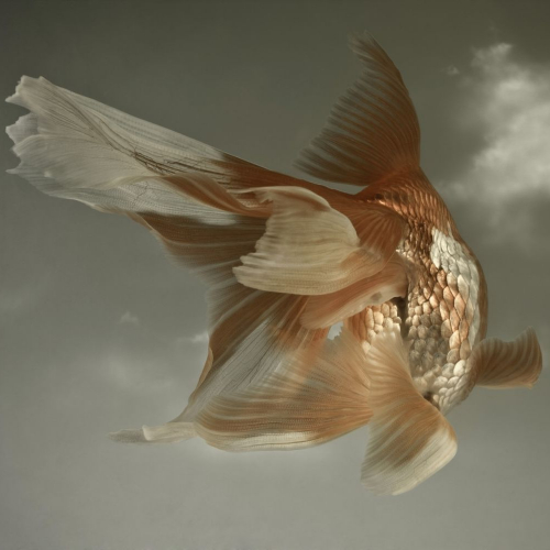 Le garçon et le poisson magique - Leonard Evers