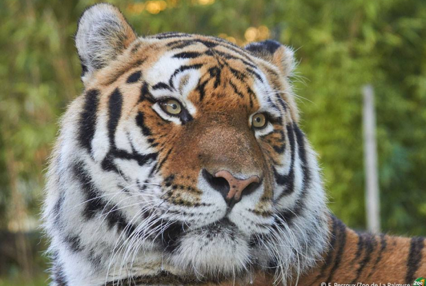 Zoo de la Palmyre - Tigre
