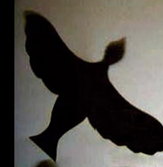 Des oiseaux plein la tête