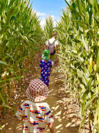 Pop Corn Labyrinthe : perdus entre les épis de maïs