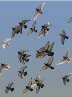 Championnat international de pigeons de vols acrobatiques