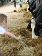 Bergerie Nationale de Rambouillet - Petite fille avec des vaches ©Yvelines