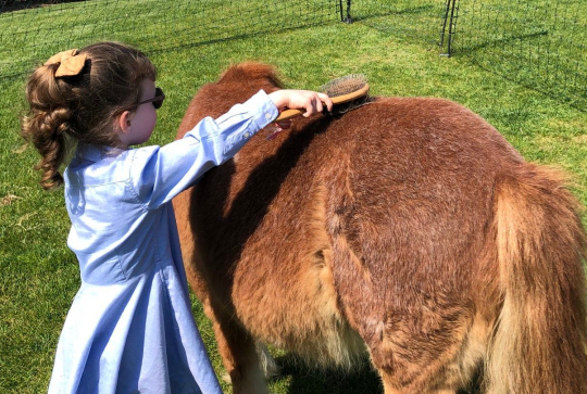 Une ferme chez vous : fillette brosse cheval