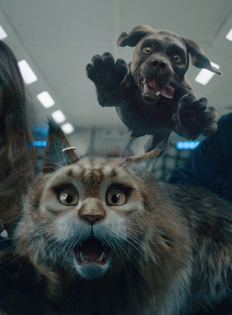 Chien et Chat Concours