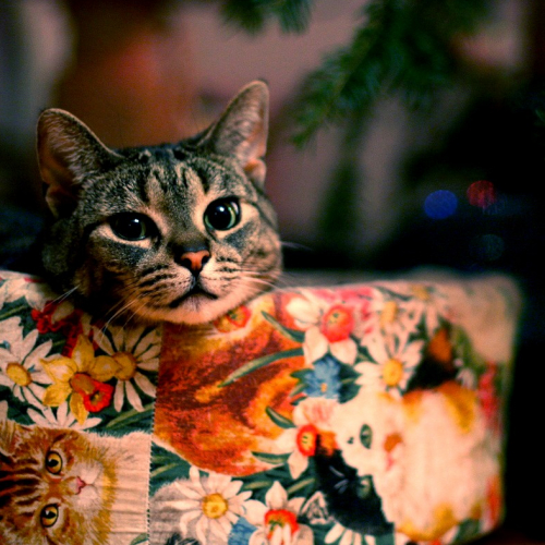 Noël des animaux à Haguenau