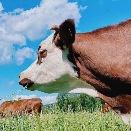 Ferme de l'escaillon : vache