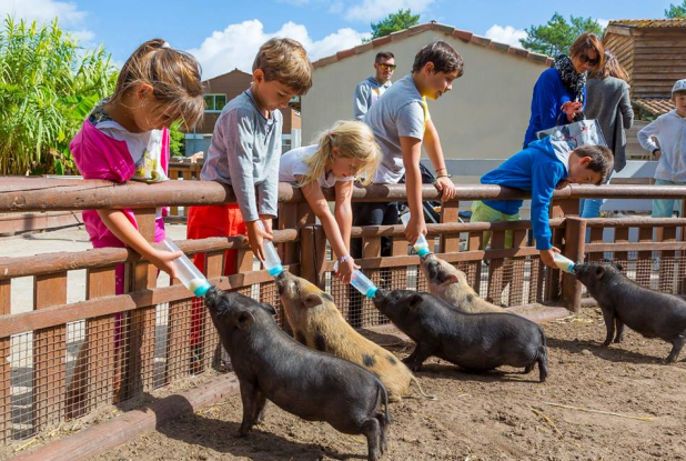 La Coccinelle - Nourrissage des animaux