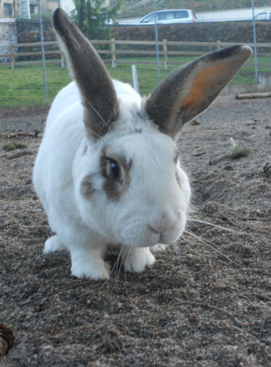 Le lapin du Parc Bargoin