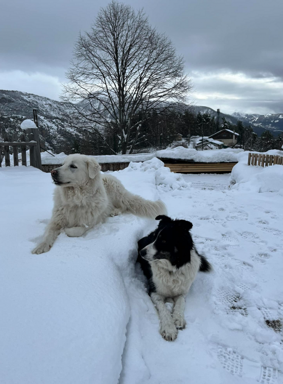 Petite ferme de Roubion : Les gardiens du troupeau