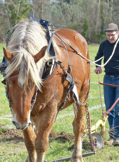 Labour est dans le pré