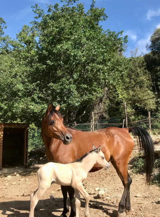 Ferme Domaine de la Tour : Chevaux