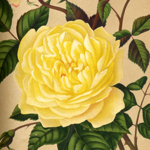 Rose de Lyon - Jardin Botanique de Lyon