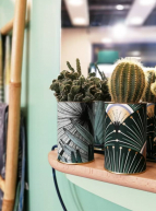 Bobart' Objets et Curiosités - Cactus