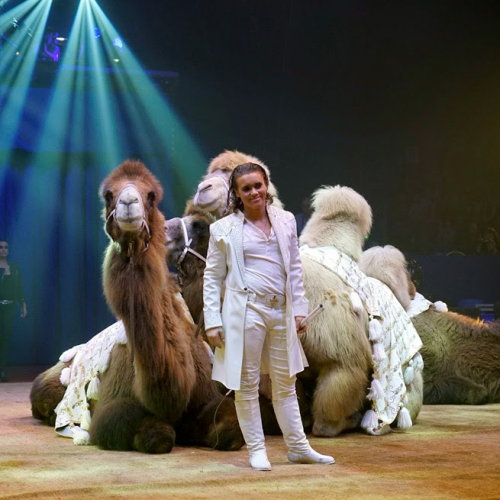 Festival du cirque de l'hérault