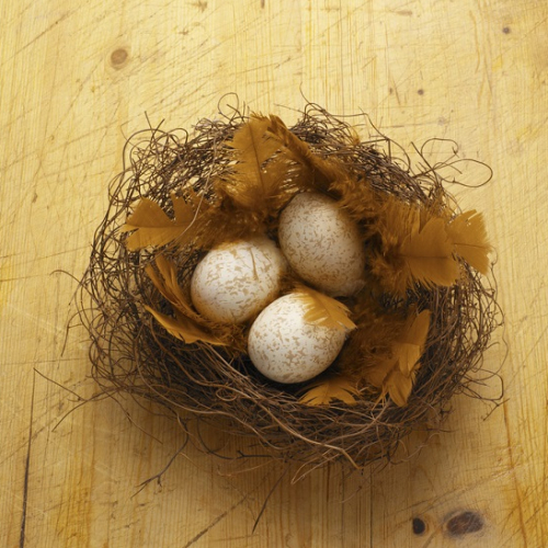 Week-end ornithologie au Muséum de Toulouse