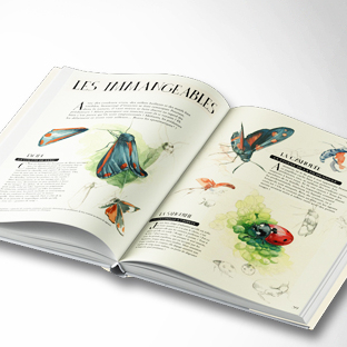 Concours le musée vivant des insectes