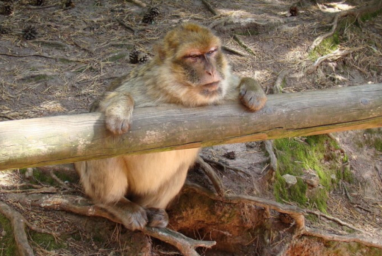 La Montagne des Singes