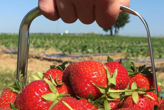Les 2 Cueillettes de Compans - Fraises
